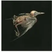 Ginza.se Susanna & Jenny Hval: Meshes of Voices