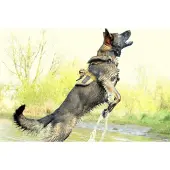 K9 Thorn Hundsele Delta (Färg: Coyote, Storlek: Medium)