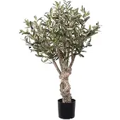Mr Plant Olivträd konsträd