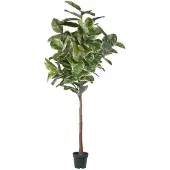 Mr Plant Fönsterfikus krukväxt grön