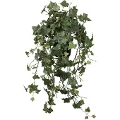 Mr Plant Murgröna krukväxt grön