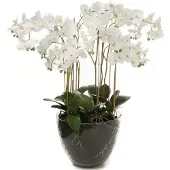 Mr Plant Orkidé krukväxt vit