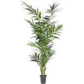 Newport Kentia palm konstväxt grön