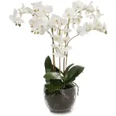 Mr Plant Orkidé krukväxt vit