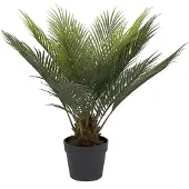Mr Plant Cycas krukväxt grön