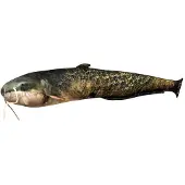 Energoteam Havskatt Kudde