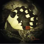 Ginza.se Ossicles: Music For Wastelands