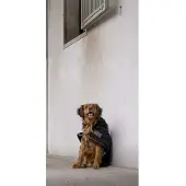 Diego & Louna Teddy Nylon Hundjacka