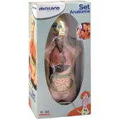 Miniland Anatomisk Torso 11 Bitar