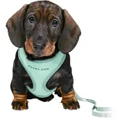 Trixie Junior valpsele med koppel 26-34 cm/10 mm, 2 m, nylackad