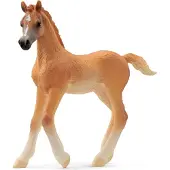 Schleich Horse Club - Arabiskt föl - H: 8 cm - 13984 - - One Size - Leksaksdjur