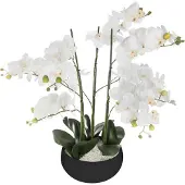 Atmosphera Orchid Jj1682 Blomkruka
