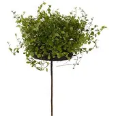 Mr Plant Muehlenbeckia krukväxt grön
