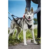 Kennel Equip Nome Active Hundsele Svart Xxl