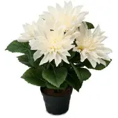 Newport Dahlia krukväxt vit