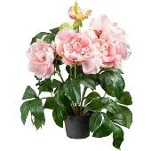 Newport Pion krukväxt rosa