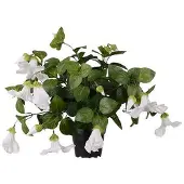Newport Petunia krukväxt vit