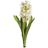 Newport Hyacint snittblomma vit