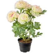 Newport Ranunkel krukväxt rosa