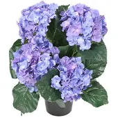 Newport Hortensia krukväxt blå