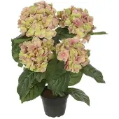 Newport Hortensia krukväxt rosa/grön