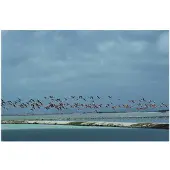 Slim Aarons Flamingos In Flight