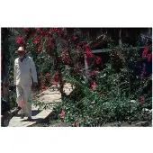 Slim Aarons John Huston