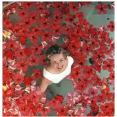 Slim Aarons Hibiscus Flowers