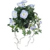 Newport Blomma för dagen krukväxt blå