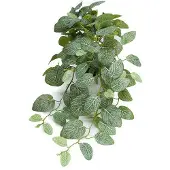 Newport Fittonia krukväxt grön