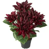 Newport Dahlia krukväxt vinröd