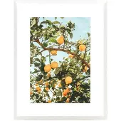 Newport Lemons