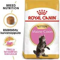 Royal Canin Maine Coon kattmat torrfoder för kattungar 10 kg