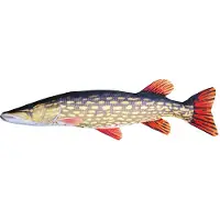 Gaby Den Gigantiska Gäddkudden