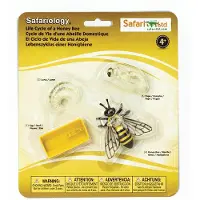 Safari Ltd En Honungsbis Livscykel