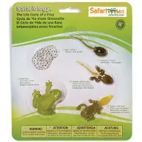 Safari Ltd. Life Cycle of a Frog Figurine Set - Miniature Education Biology Toy for Boys Girls and Kids Ages 4+