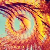 Ginza.se Hawk and a Hacksaw, A: Forest Bathing