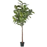 Mr Plant Fönsterfikus krukväxt grön