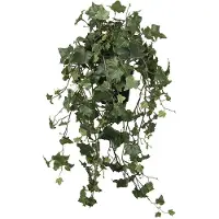 Mr Plant Murgröna krukväxt grön