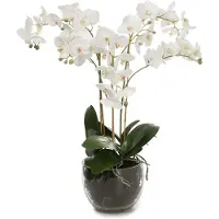 Mr Plant Orkidé krukväxt vit