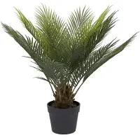 Mr Plant Cycas krukväxt grön