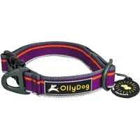 OllyDog Urban Trail Reflective Collar Wild Aster