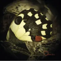 Ginza.se Ossicles: Music For Wastelands