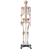 Vevor Människoskelettmodell för anatomi, 1820 mm naturlig storlek, noggrann PVC-anatomisk skelettmodell med ligament, rörliga armar, ben och käke, med muskelursprung och insättningspunkter, för profes