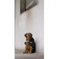 Diego & Louna Teddy Nylon Hundjacka