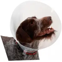 Buster K273396 Elizabethan Hundhalsband 10 Enheter