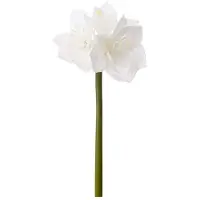 Newport Amaryllis snittblomma vit