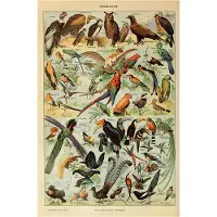 DIMENGQI Grönsaksfrukt Svamp Djur Retroaffisch Botanisk bild Vetenskapstryck på duk Hem Bar Café Inredning Konst Väggmålning 50x70cm