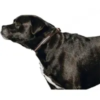 Equithème Max Hundkoppel