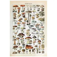 DIMENGQI Grönsaksfrukt Svamp Djur Retroaffisch Botanisk bild Vetenskapstryck på duk Hem Bar Café Inredning Konst Väggmålning 40x60cm